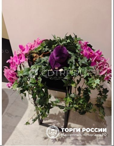 Главное изображение
