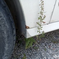 Переднее левое крыло