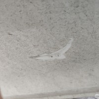 Задняя левая дверь