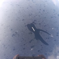 Капот