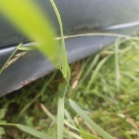 Левый порог