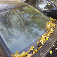 Ветровое стекло