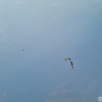 Капот