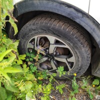 Фото транспортного средства