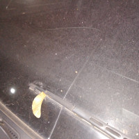 Ветровое стекло