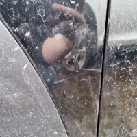 Переднее левое крыло