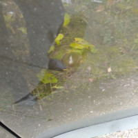 Передняя левая дверь