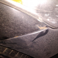 Переднее правое крыло