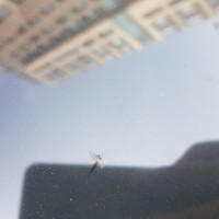 Ветровое стекло