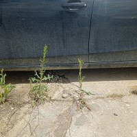 Левый порог