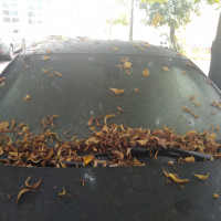 Фото транспортного средства