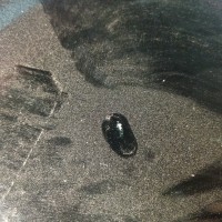 Ветровое стекло