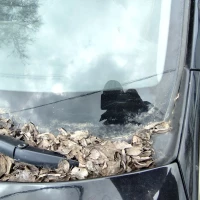 Ветровое стекло