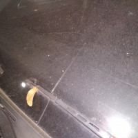 Ветровое стекло