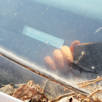 Ветровое стекло