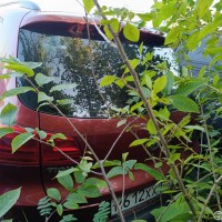 Фото транспортного средства