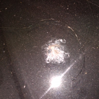 Ветровое стекло